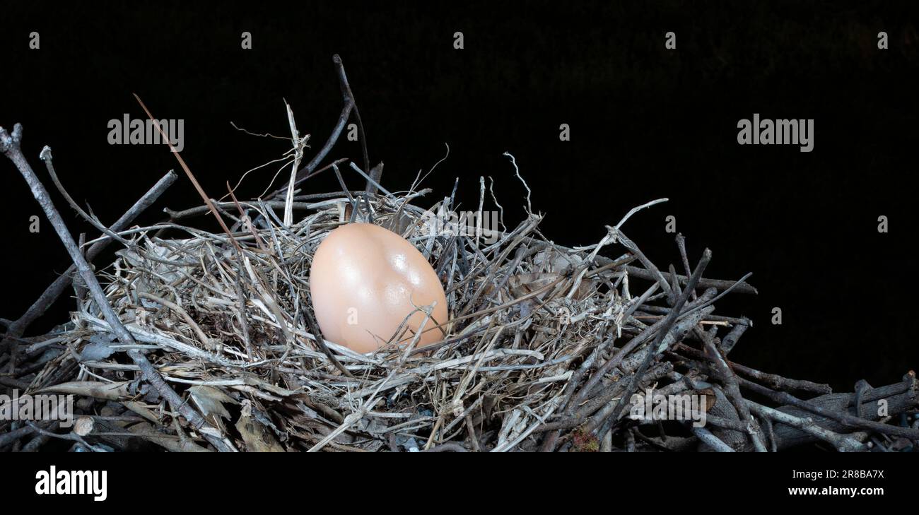 Single chicken egg in a small nest surrounded by darkness Stock Photo ...