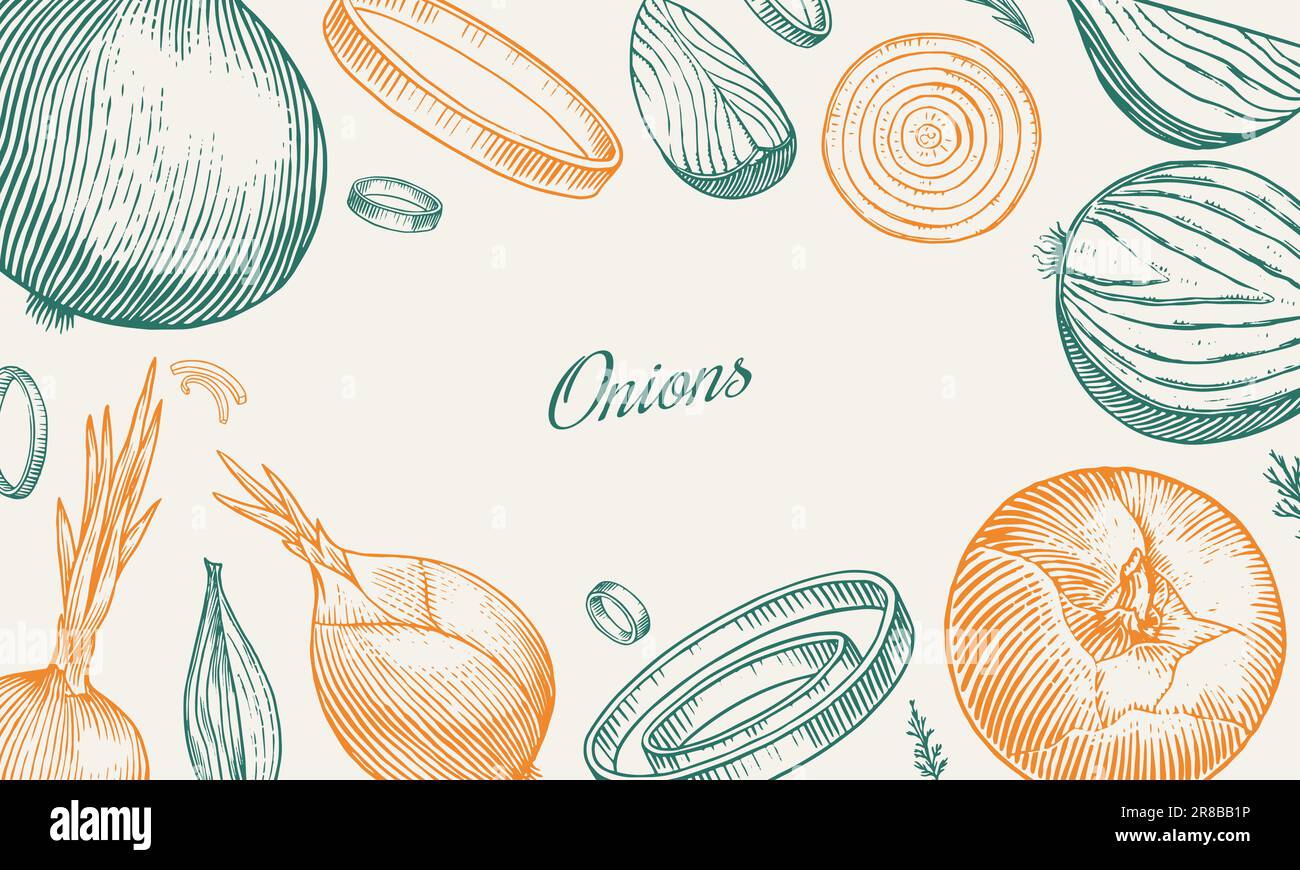 Onion bulb poster or banner, Half cutout slice and rings. Hand drawn with ink in vintage style. Linear graphic outline design. Detailed vegetarian Stock Vector