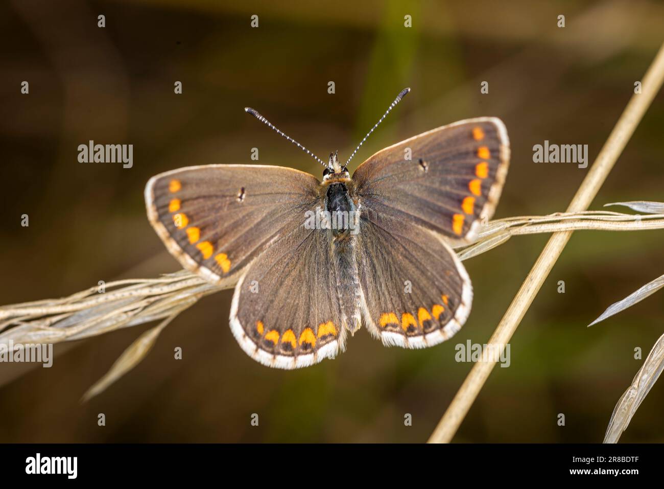 A vibrant Brown Argus butterfly basking in the sunshine on a sunny day in a verdant hay meadow in Somerset, England Stock Photo