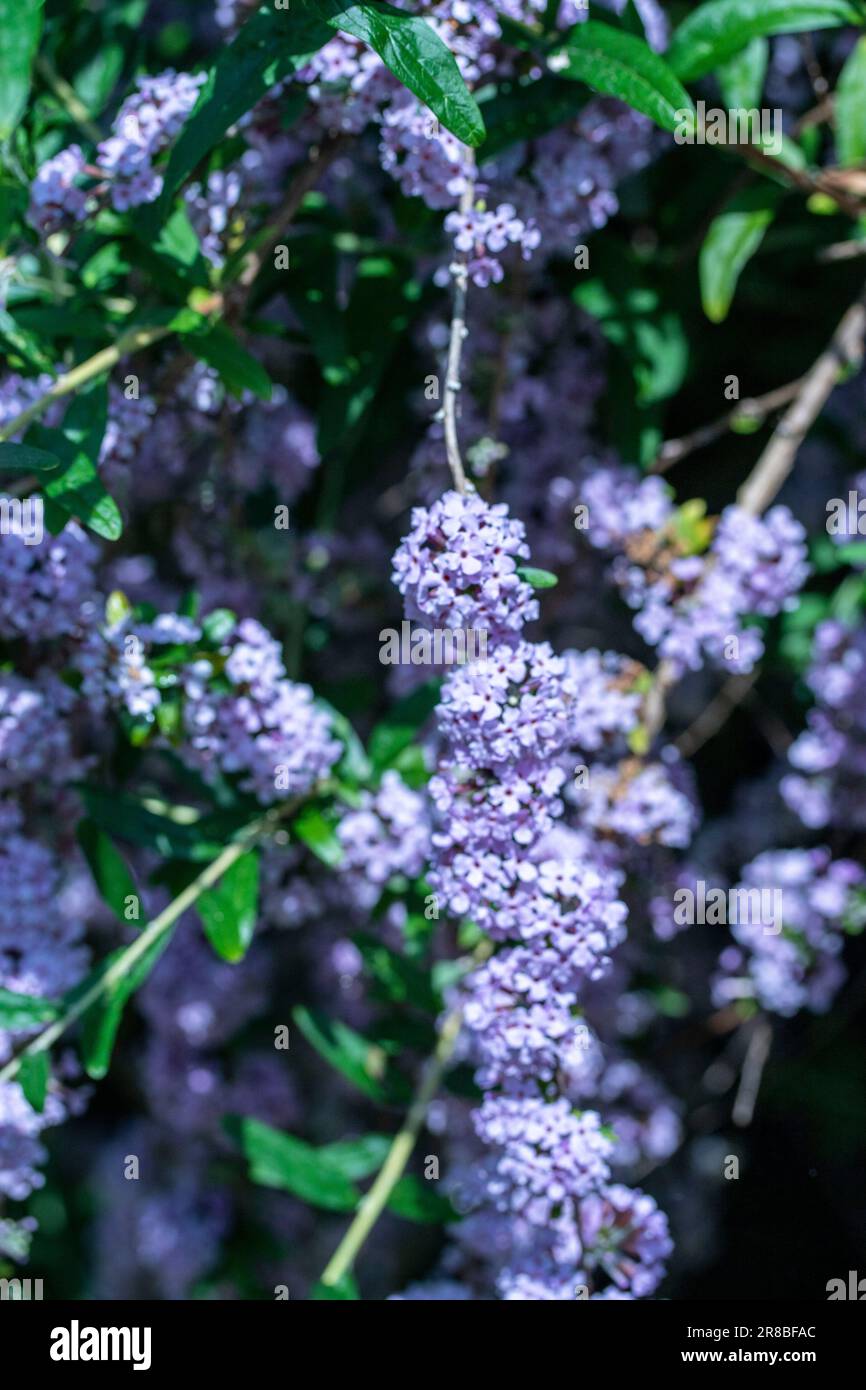Buddleja Fragrant Natural close up flowering plant portrait of the prolifically blooming ...