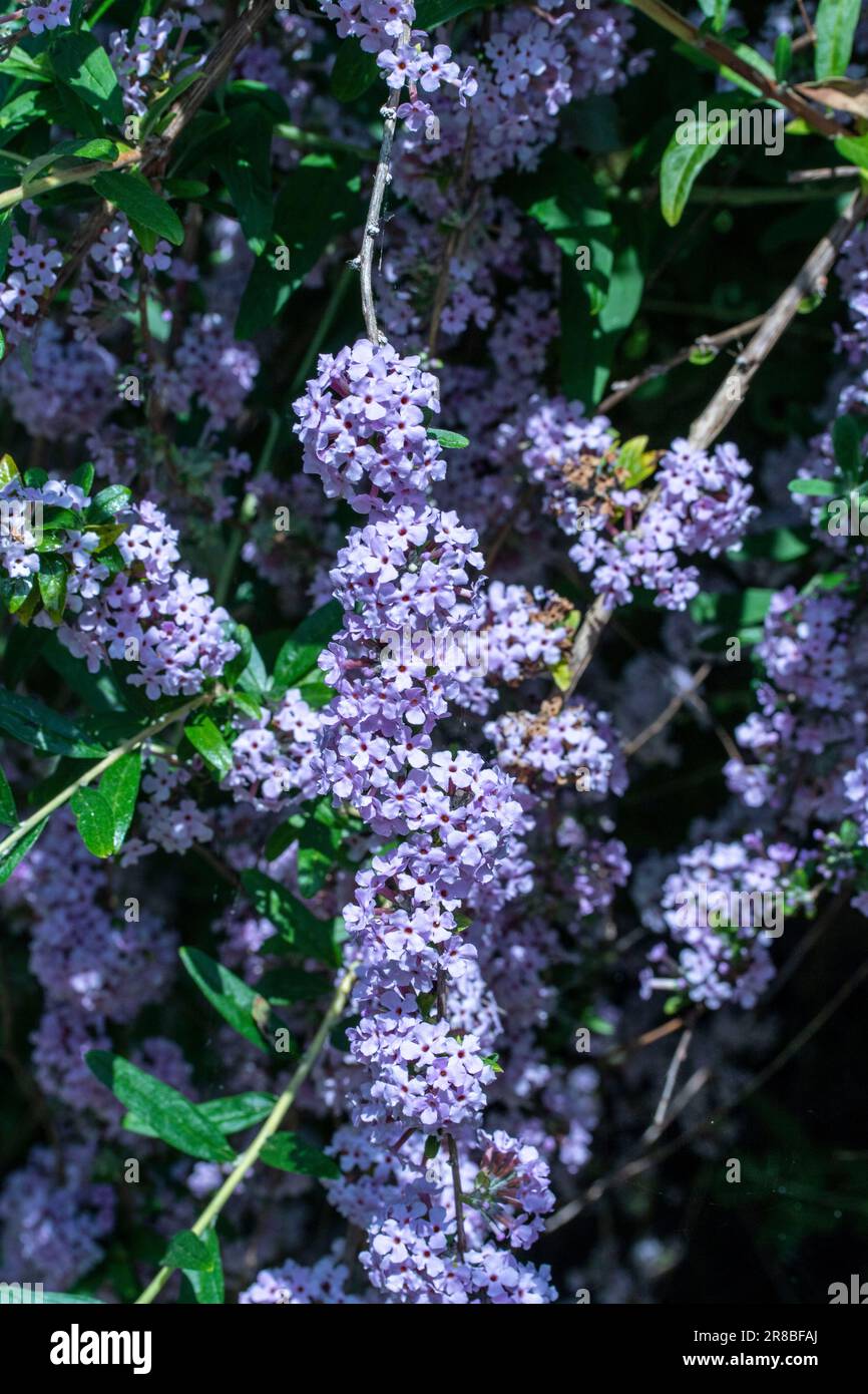 Buddleja Fragrant Natural close up flowering plant portrait of the prolifically blooming ...