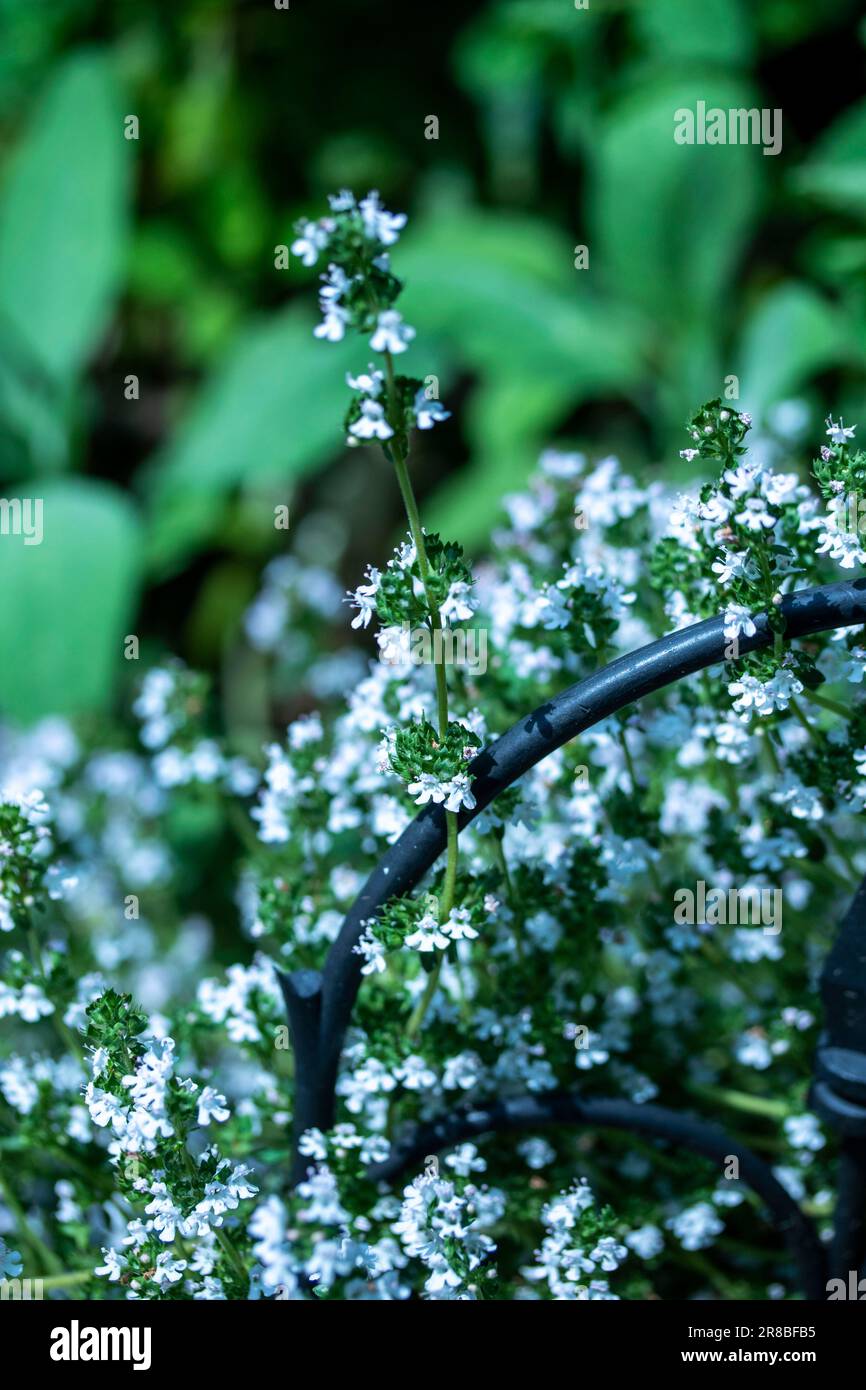 Natural close up flowering food plant portrait of Thyme in a sunny residential garden, London, England Stock Photo
