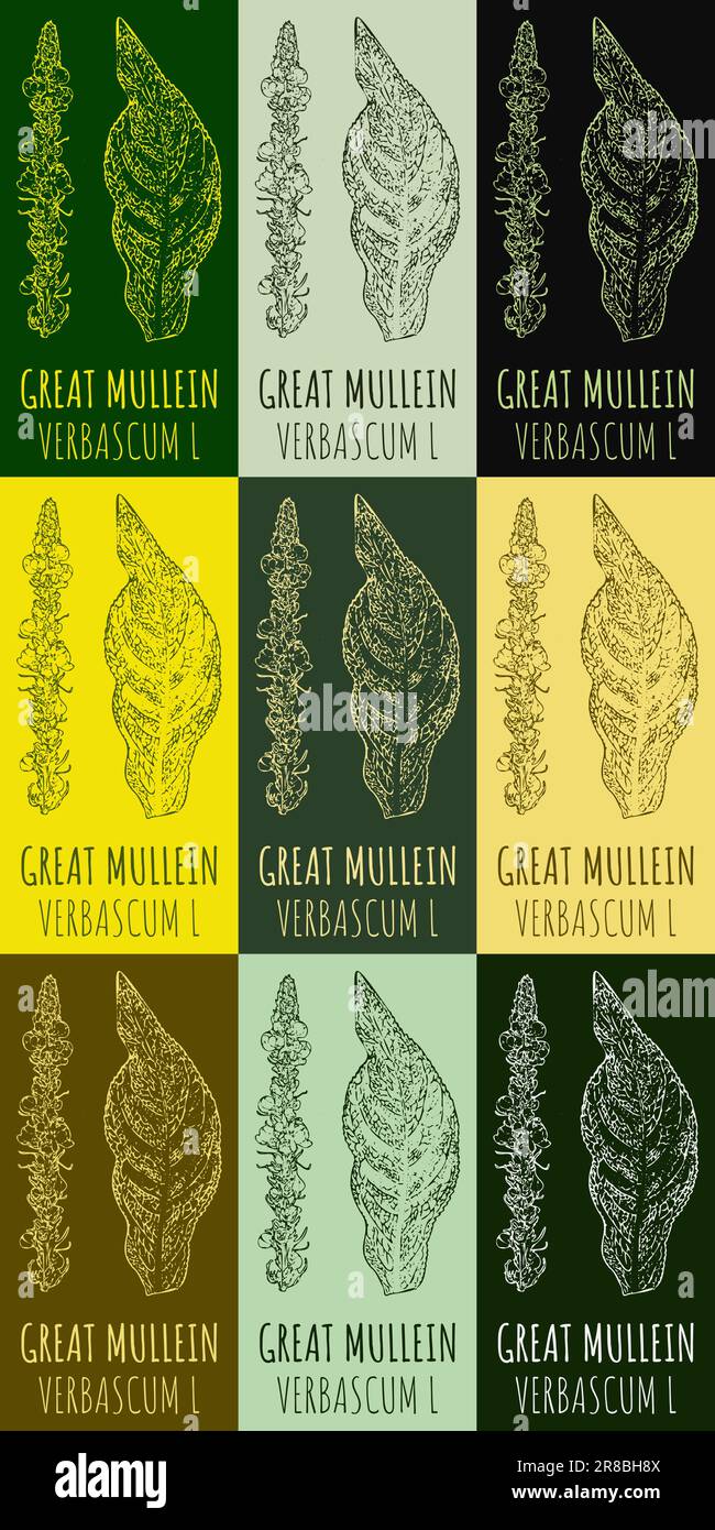 Set of vector drawing of GREAT MULLEIN in various colors. Hand drawn illustration. Latin name VERBASCUM L Stock Vector