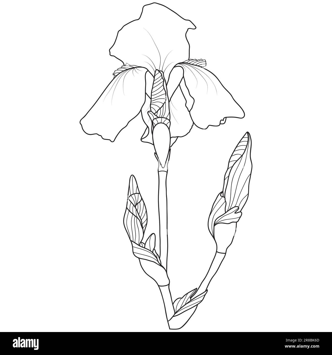 Line art iris flower on white background, vector illustration Stock Vector