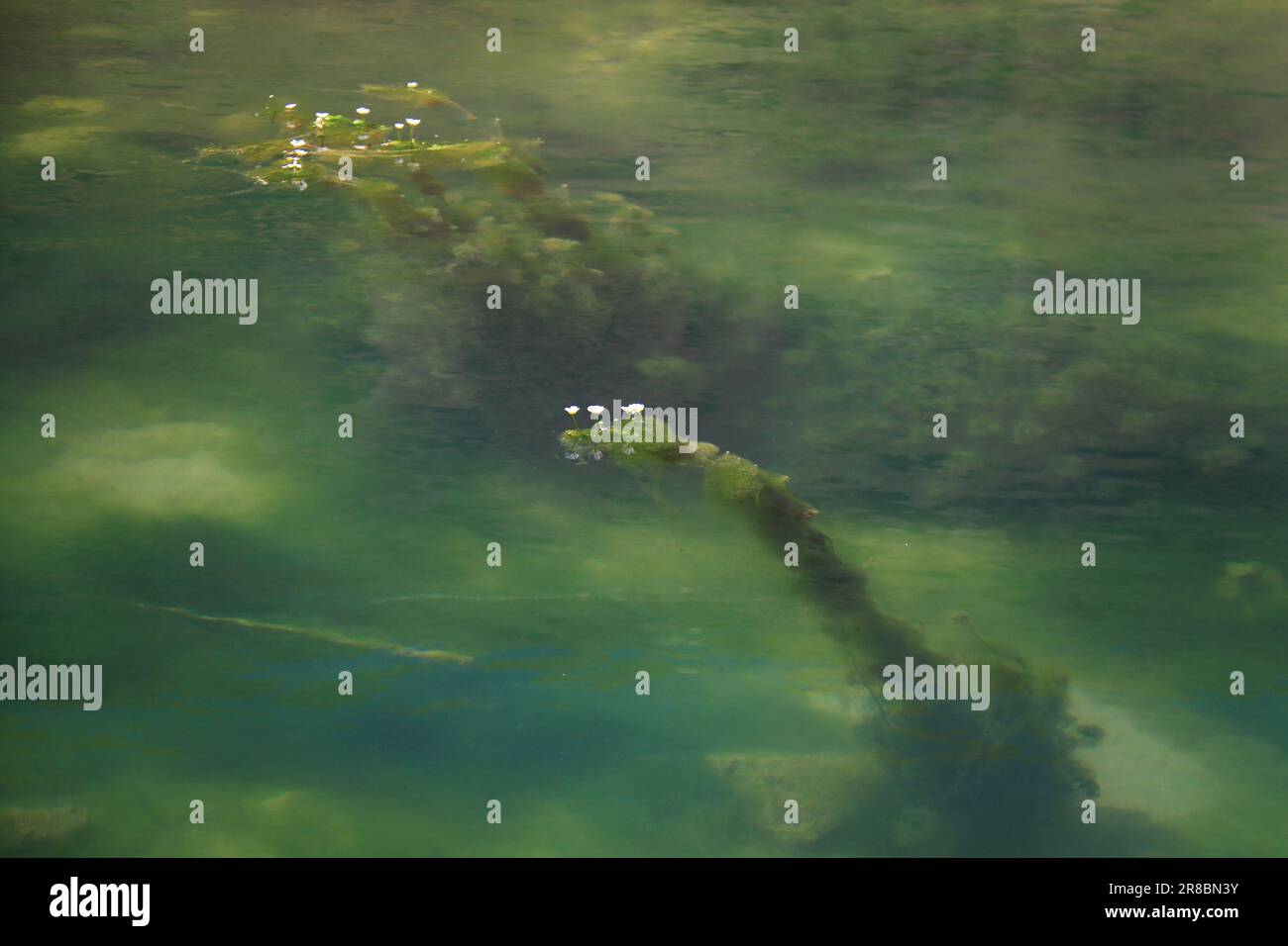 Ethereal crowfoot flowers with their roots and stems inside lake waters