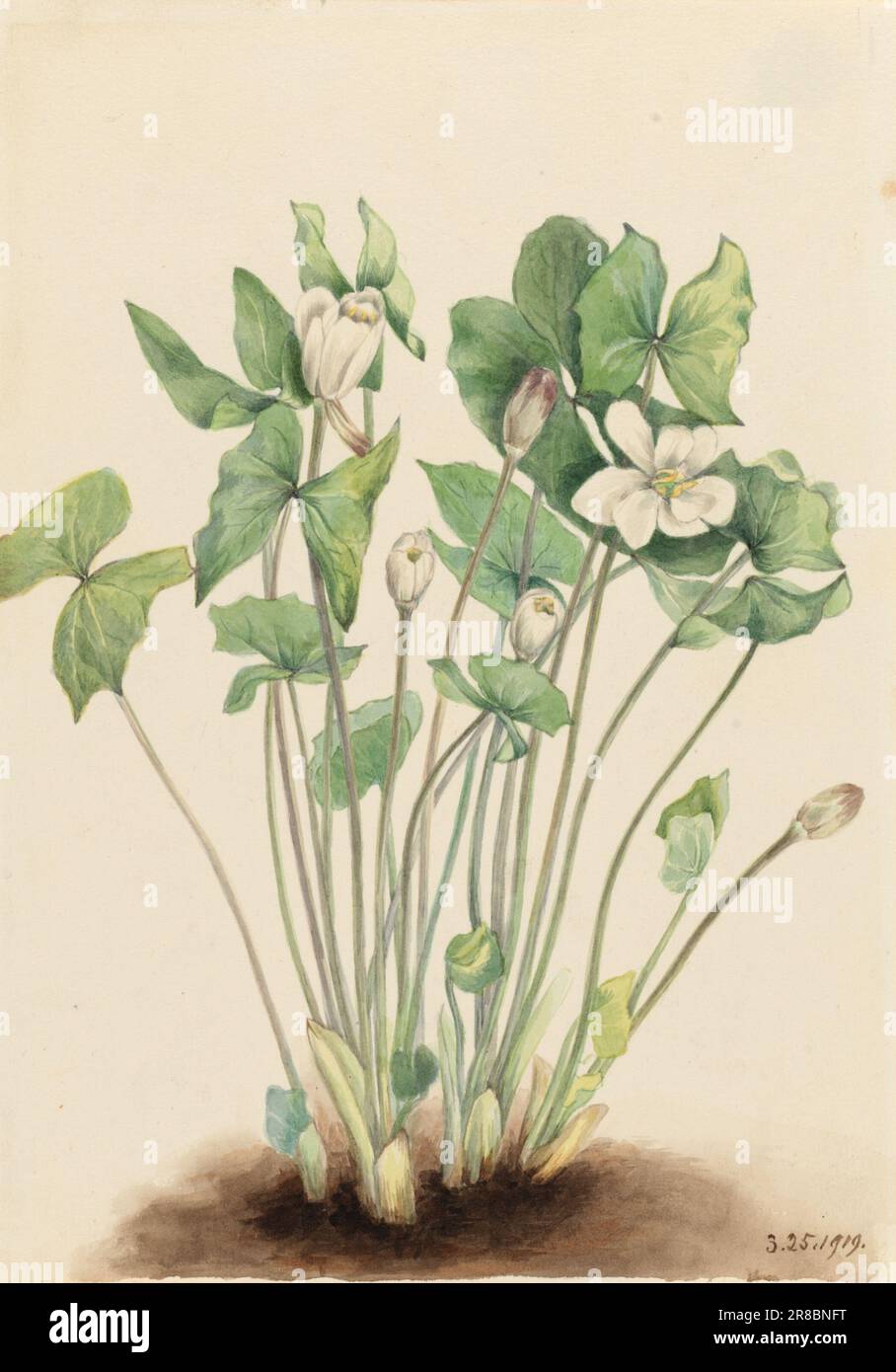 Twinleaf (Jeffersonia diphylla) 1919 by Mary Vaux Walcott, born Philadelphia, PA 1860-died St. Andrews, New Brunswick, Canada 1940 Stock Photo