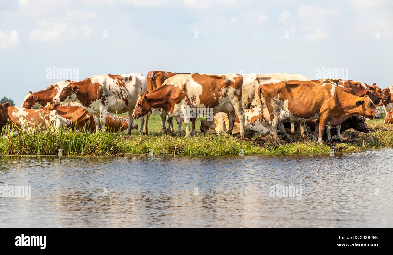 Dairy herd line hi-res stock photography and images - Alamy