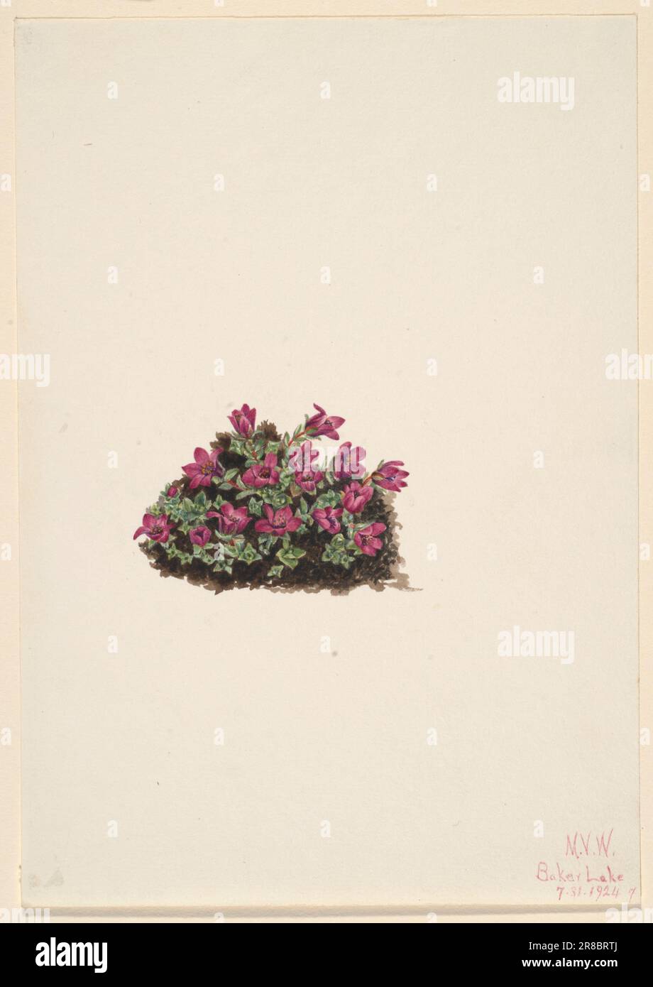 Purple Saxifrage (Saxifraga oppositifolia) 1924 by Mary Vaux Walcott, born Philadelphia, PA 1860-died St. Andrews, New Brunswick, Canada 1940 Stock Photo