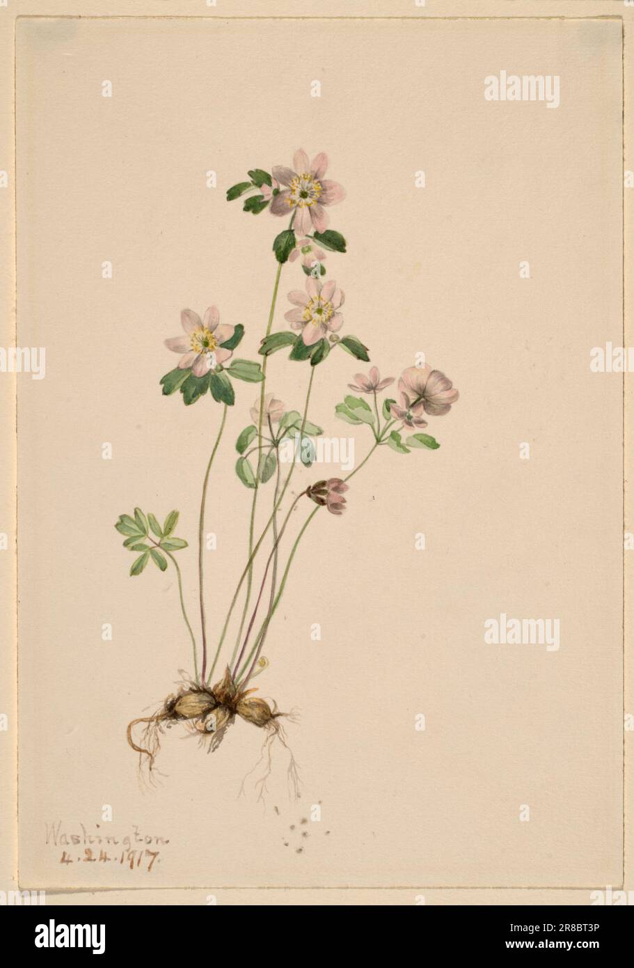 Anemonella (Syndesmon thalictroides) 1917 by Mary Vaux Walcott, born Philadelphia, PA 1860-died St. Andrews, New Brunswick, Canada 1940 Stock Photo