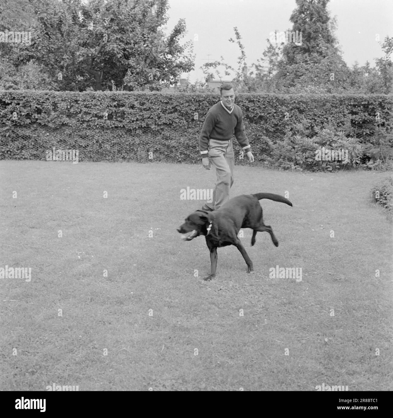 Current 33-3-1960: Career in red, white and green Young Drammen man has all of Greater Copenhagen in his diet. Bjørn Lindstad is director of Europe's most modern wholesale market, in a couple of years also one of the world's largest.  Director Lindstad relaxes with his dog 'Boy' on the lawn outside his award-winning dream house 'Dagali' in Skovmosevej by Dyrehaven.  Photo: Ivar Aaserud / NTB / Aktuell ***PHOTO NOT IMAGE PROCESSED*** Stock Photo