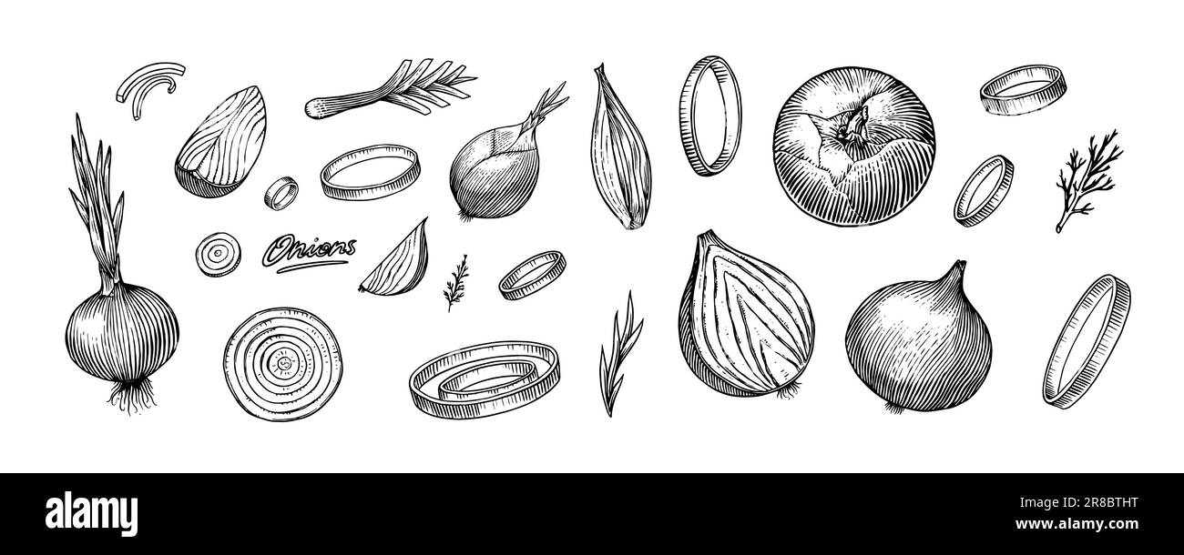 Onion bulb, Half cutout slice and rings. Hand drawn with ink in vintage style. Linear graphic outline design. Detailed vegetarian food. Vector Stock Vector