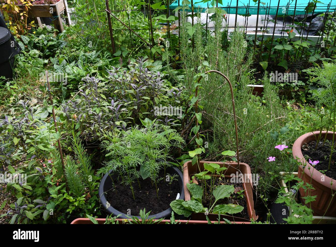 Jungle style planting and growing techniques being put into practice on an allotment in Somerset. This method provides protection for plants including Stock Photo