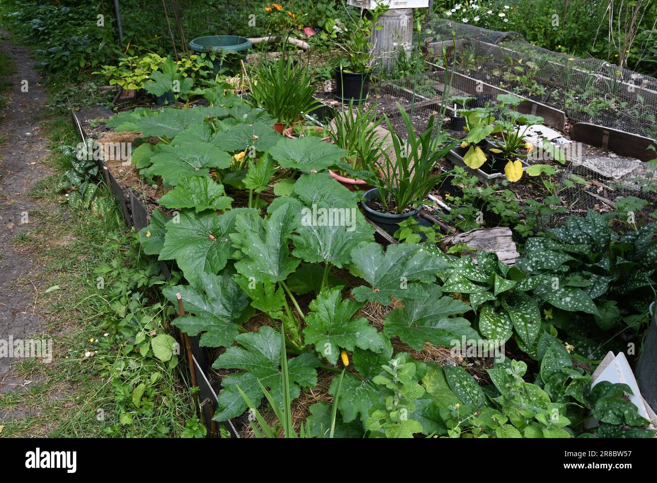 Jungle style planting and growing techniques being put into practice on an allotment in Somerset. This method provides protection for plants including Stock Photo