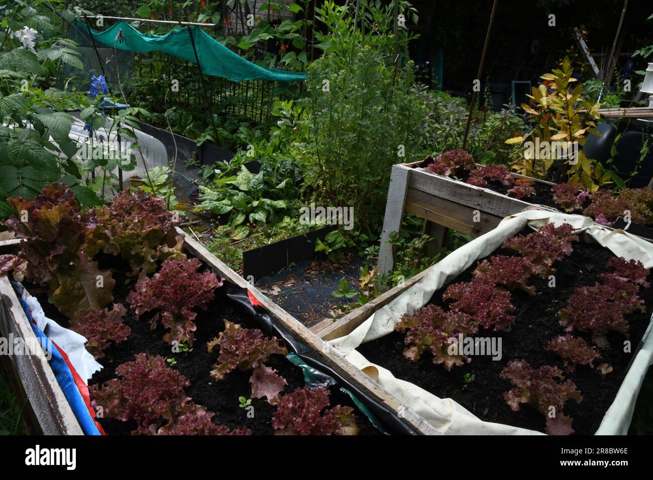 Jungle style planting and growing techniques being put into practice on an allotment in Somerset. This method provides protection for plants including Stock Photo