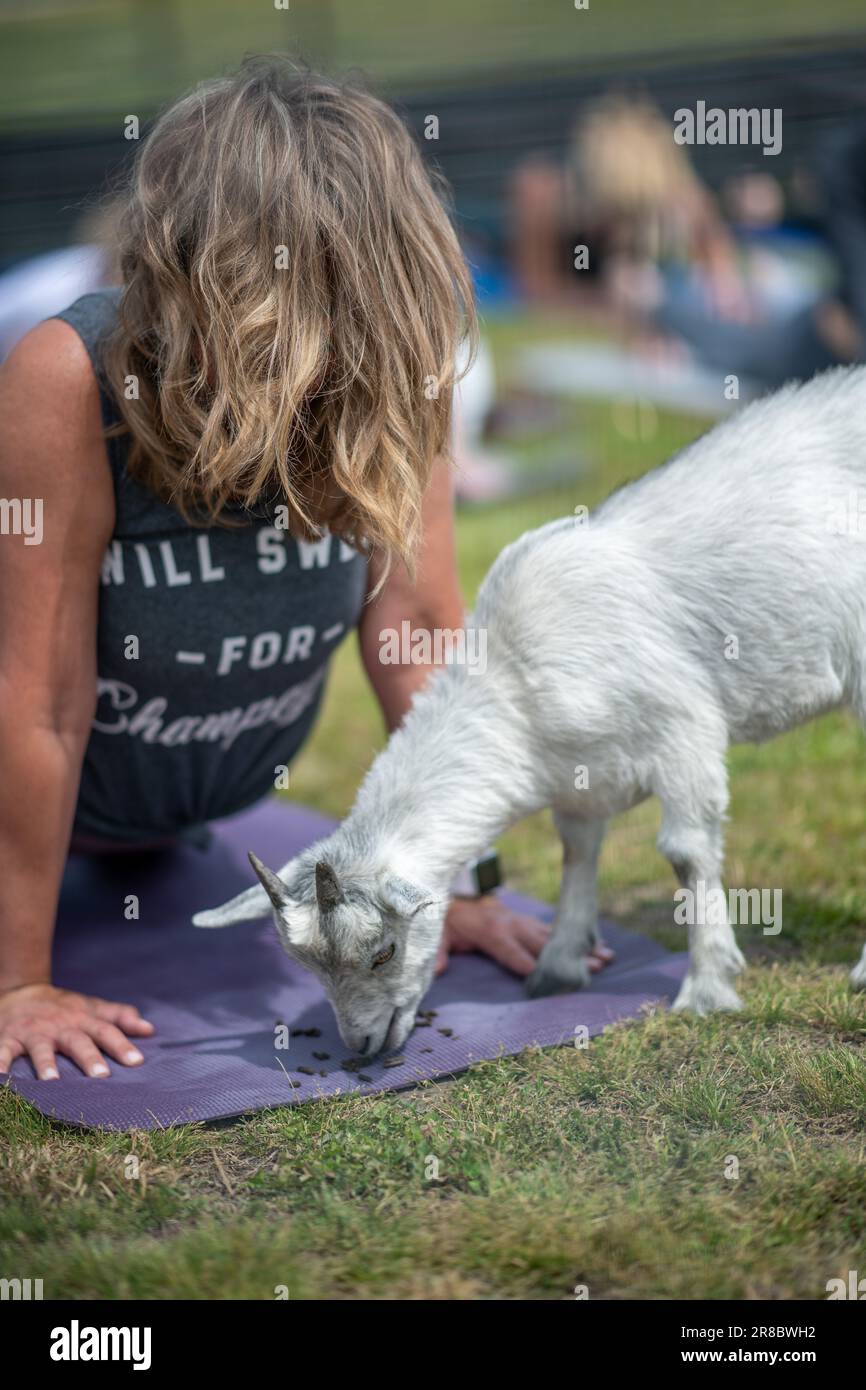 A baby goat yoga in a park Stock Photo Alamy