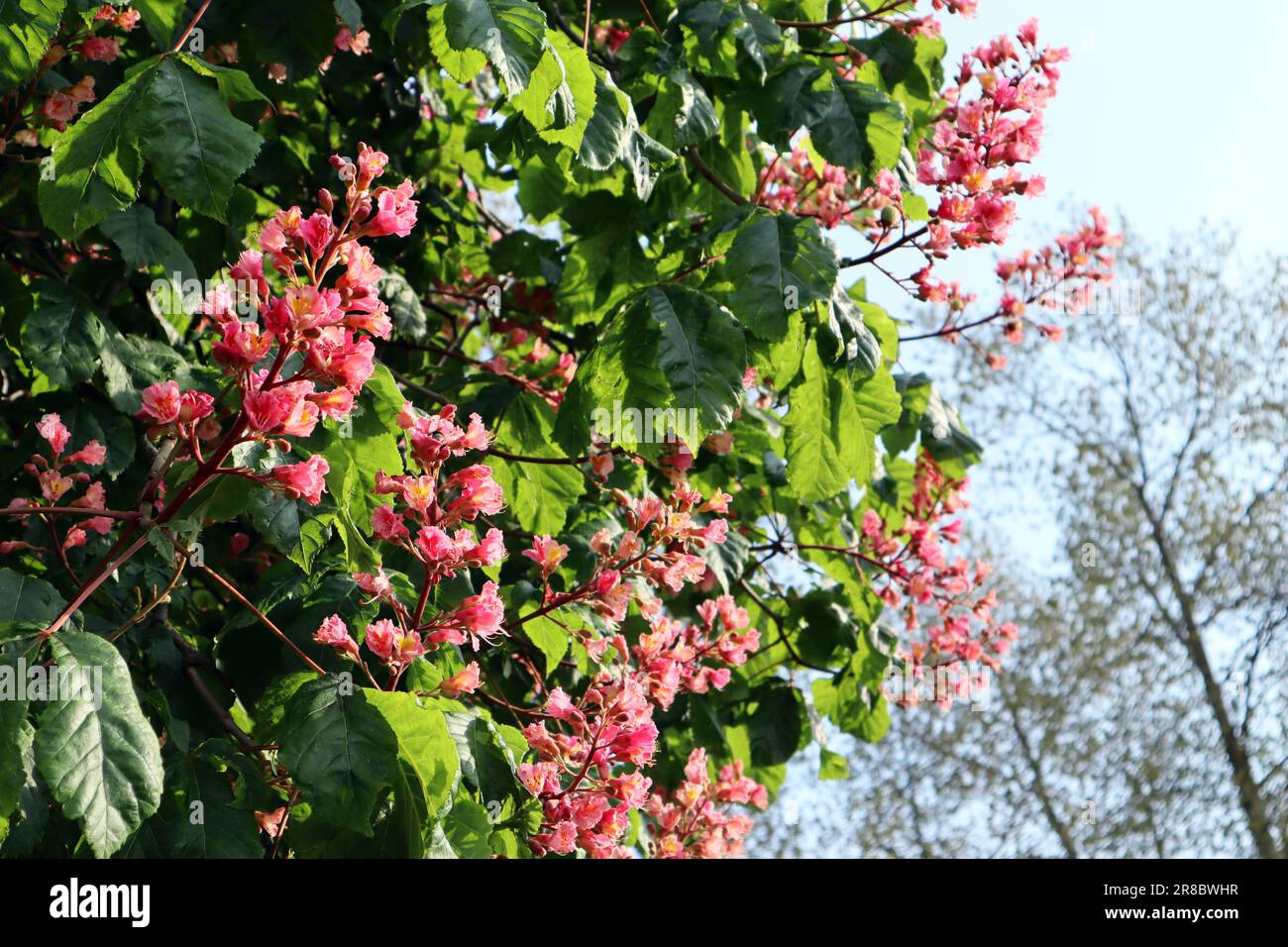 A flowering chestnut tree with clusters of light pink flowers on a