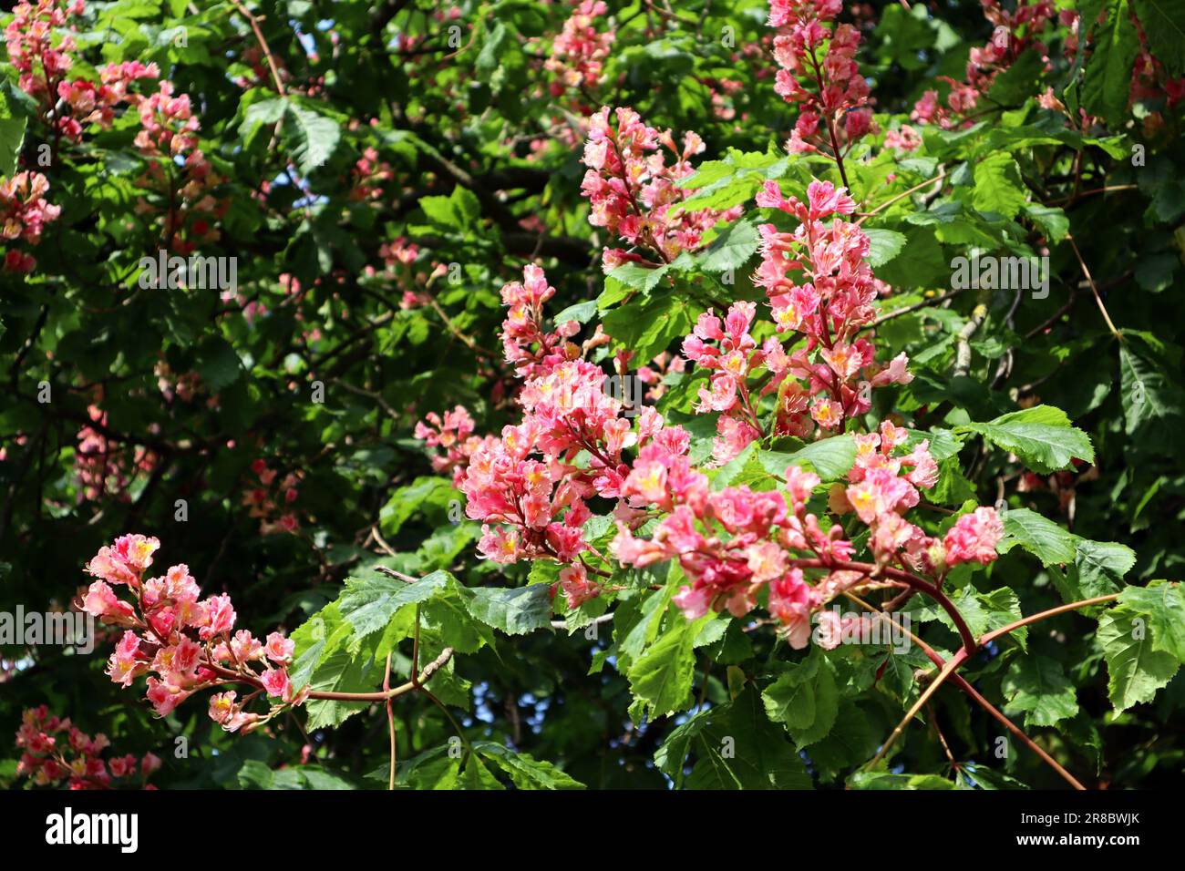 A flowering chestnut tree with clusters of light pink flowers on a green background of leaves in