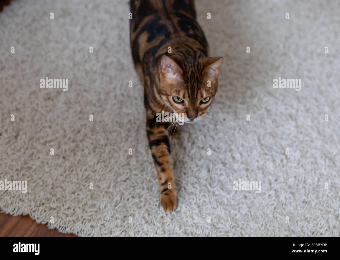 Striped bengal cat deals