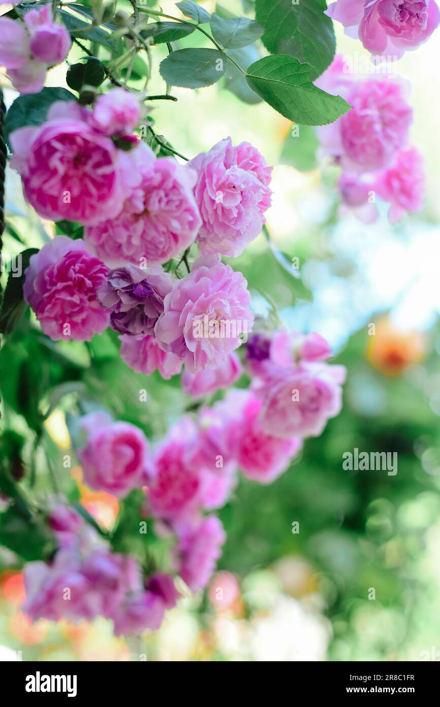 The beautiful pink roses in a garden Stock Photo - Alamy
