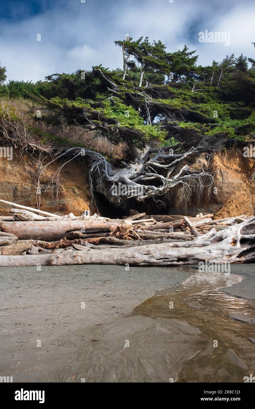 Kalaloch tree root cave hires stock photography and images Alamy