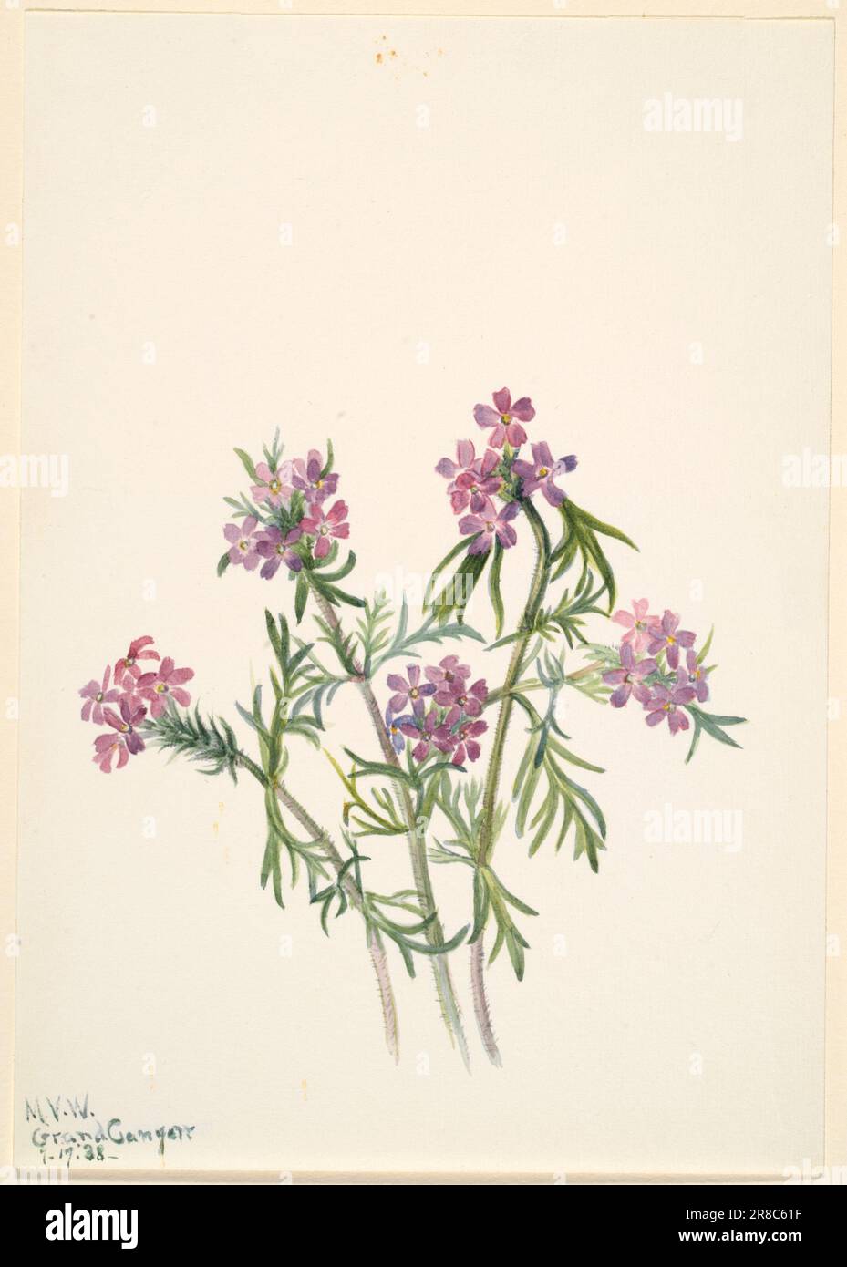 Vervain (Verbena wrightii) 1938 by Mary Vaux Walcott, born Philadelphia, PA 1860-died St. Andrews, New Brunswick, Canada 1940 Stock Photo
