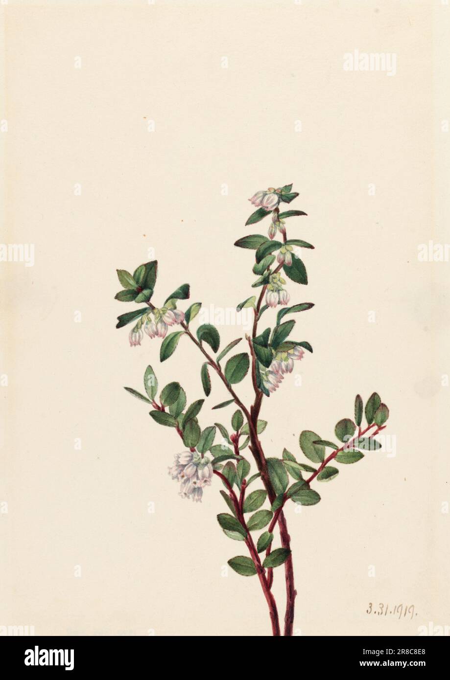 Box Huckleberry (Gaylussacia brachycera) 1919 by Mary Vaux Walcott, born Philadelphia, PA 1860-died St. Andrews, New Brunswick, Canada 1940 Stock Photo