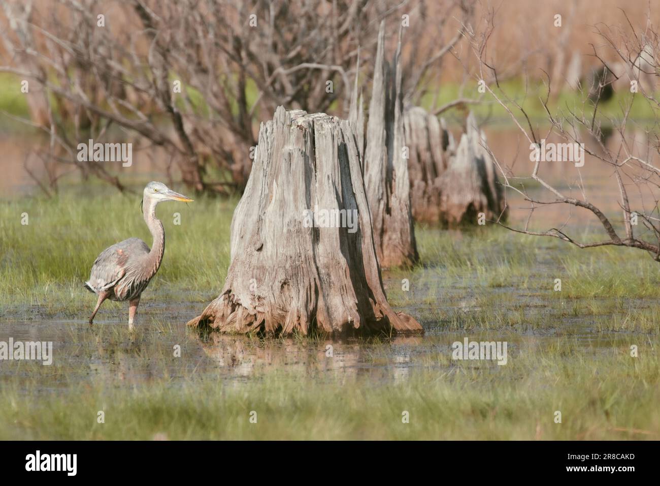 Wildlife at St. Andrews State Park