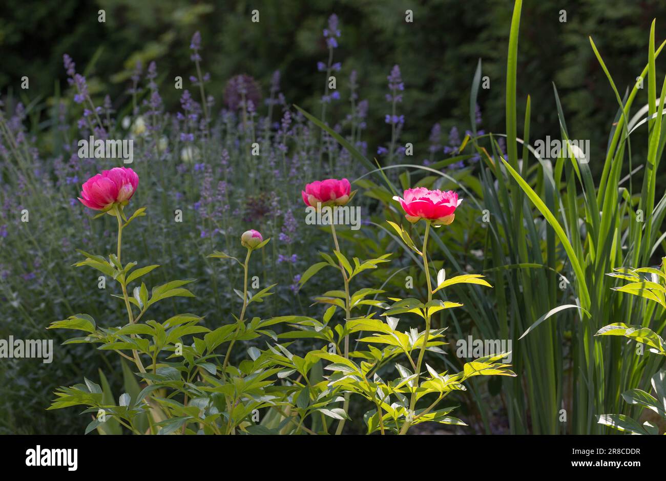 Pink Peony, Herbaceous peony Cytherea in garden Stock Photo