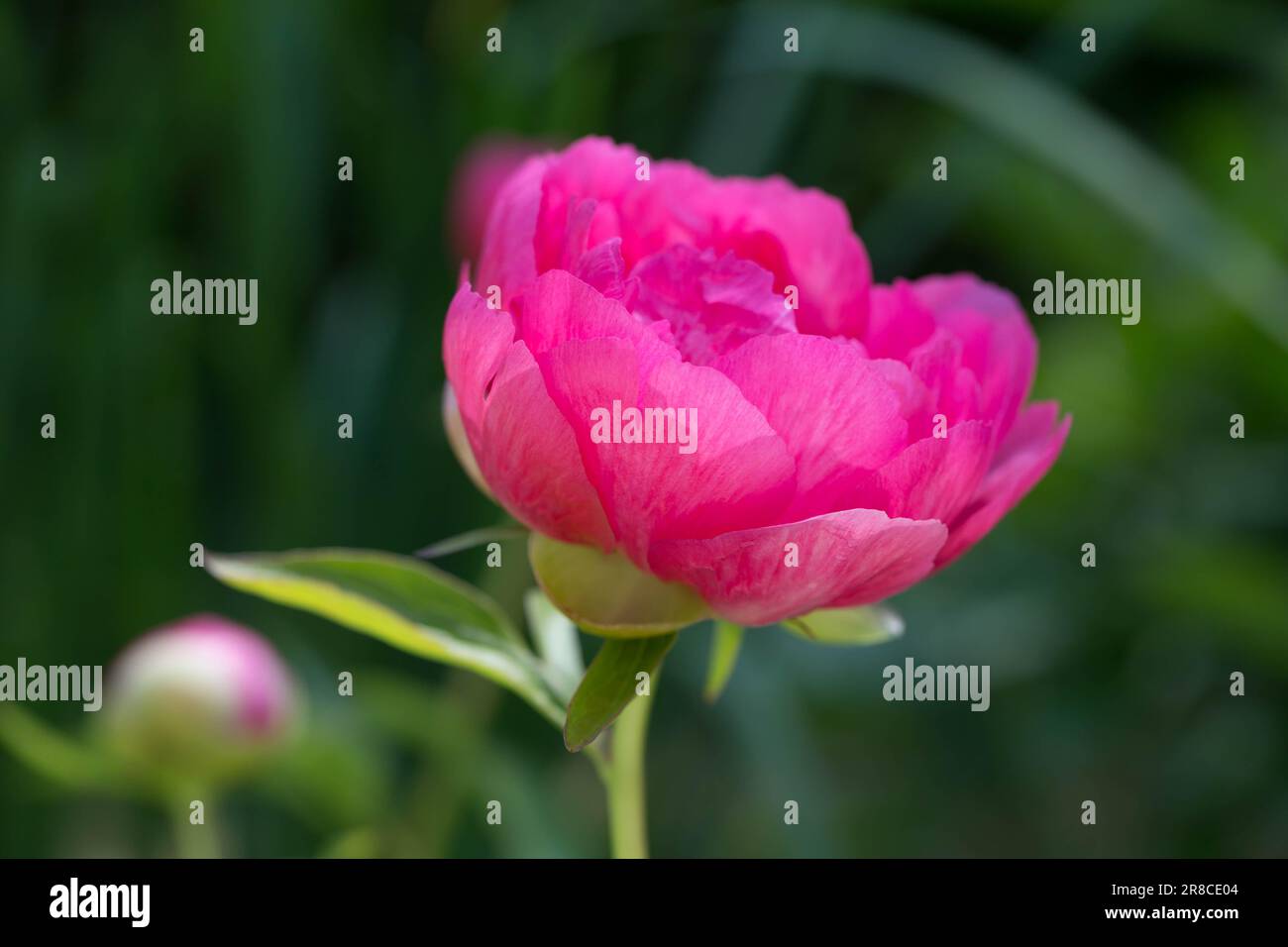 Pink Peony, Herbaceous peony Cytherea in garden Stock Photo