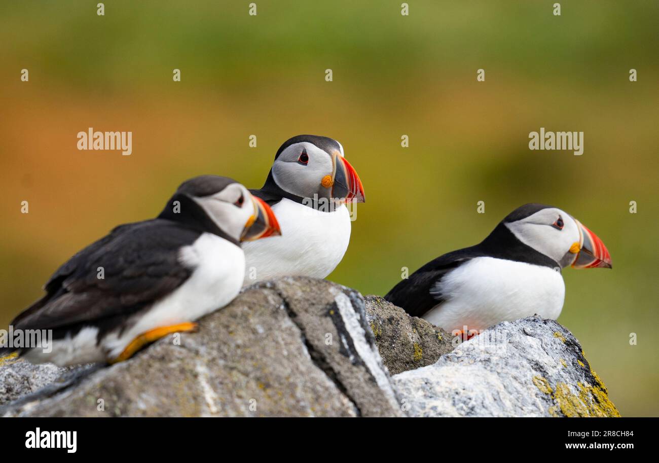 Atlantic Puffins (Fratercula arctica) on the Isle of May bird sanctuary and nature reserve in summer, Firth of Forth, Fife, Scotland, UK Stock Photo