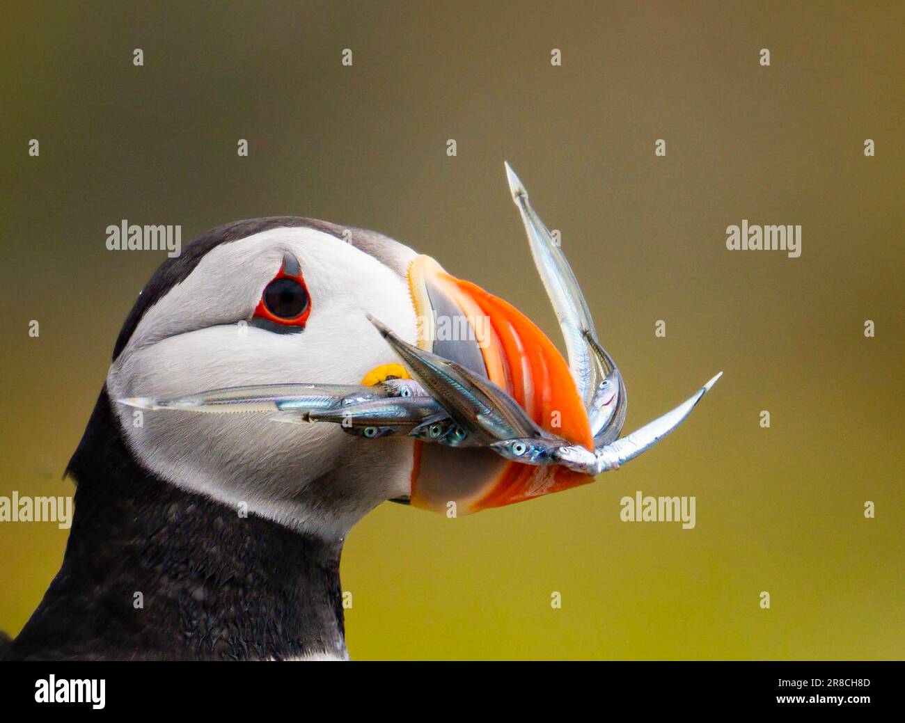 Atlantic Puffins with sand eels (Fratercula arctica) on the Isle of May bird sanctuary and nature reserve in summer, Firth of Forth, Fife, Scotland, U Stock Photo