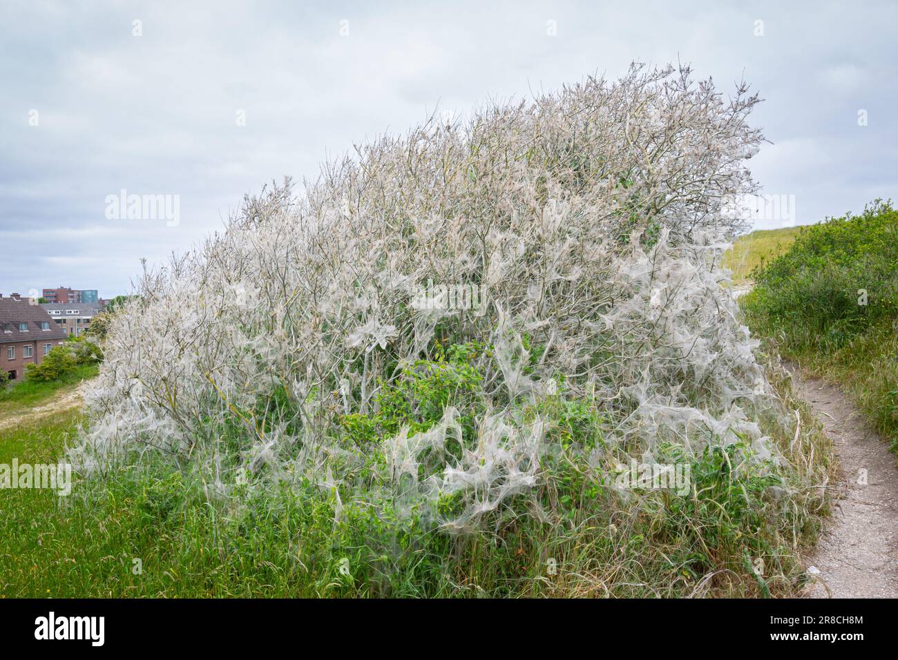 Tree full of white spider dragons in Dutch dune area Stock Photo