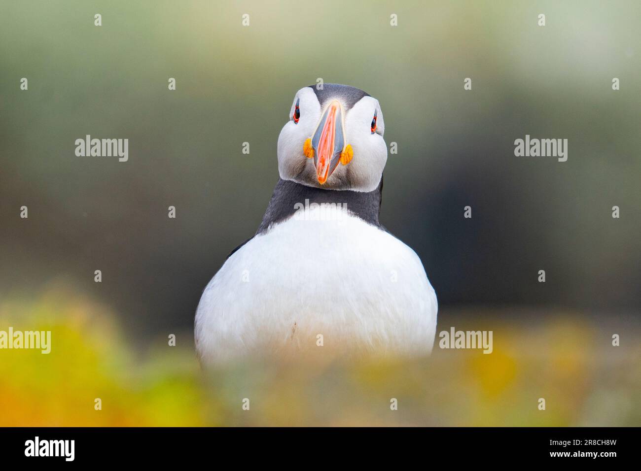Atlantic Puffins (Fratercula arctica) on the Isle of May bird sanctuary and nature reserve in summer, Firth of Forth, Fife, Scotland, UK Stock Photo