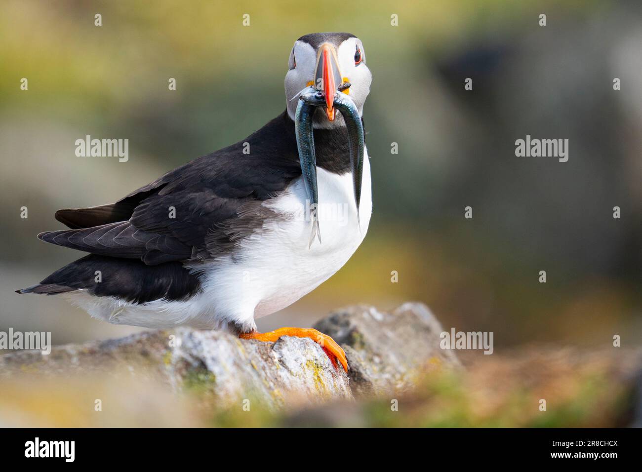 Atlantic Puffins with sand eels (Fratercula arctica) on the Isle of May bird sanctuary and nature reserve in summer, Firth of Forth, Fife, Scotland, U Stock Photo