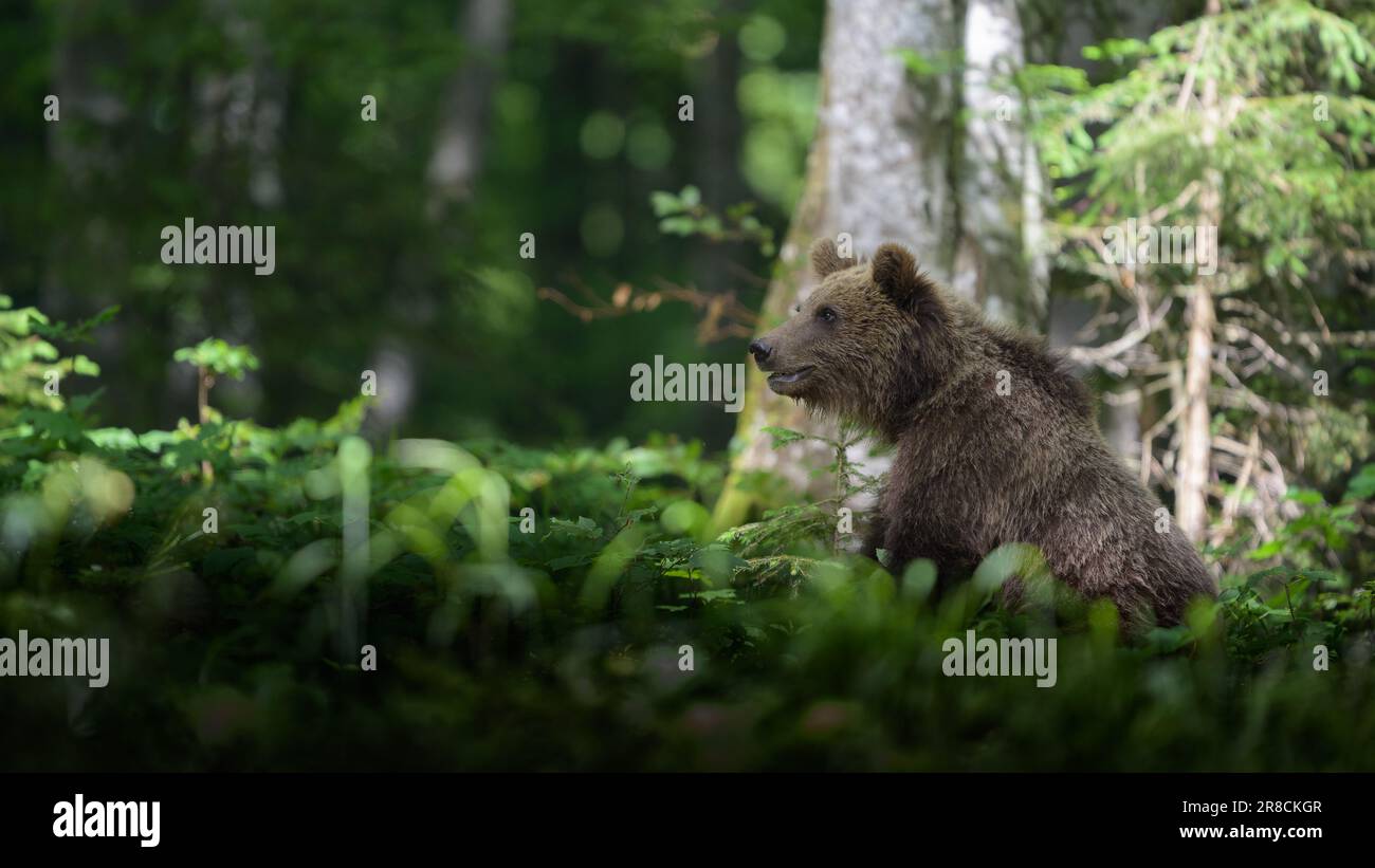 European brown bear (Ursus arctos) in forest Stock Photo - Alamy