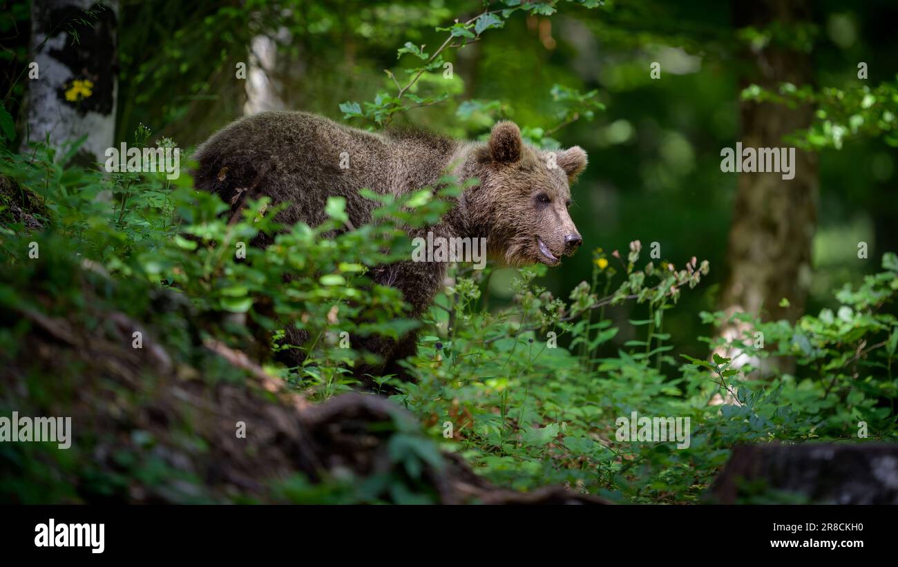 European brown bear (Ursus arctos) in forest Stock Photo - Alamy