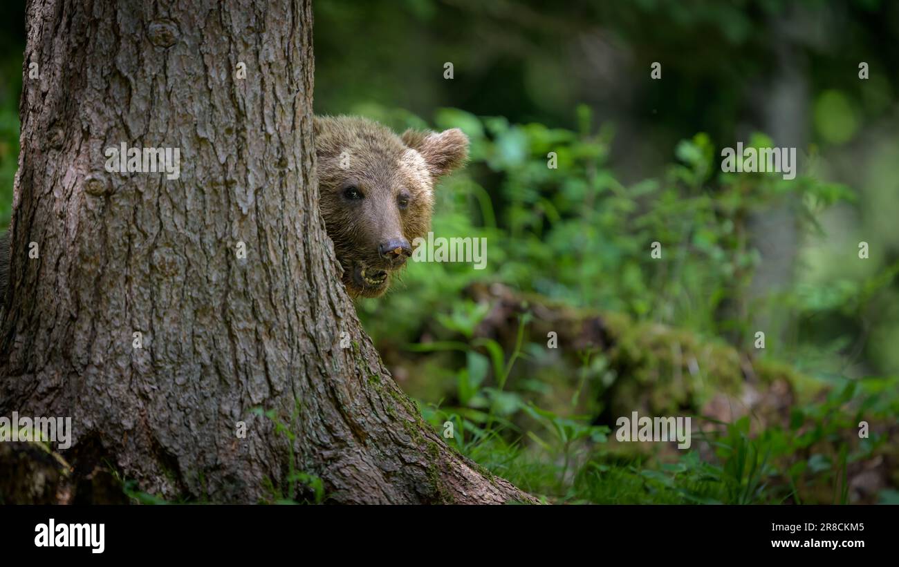 European brown bear (Ursus arctos) in forest Stock Photo - Alamy