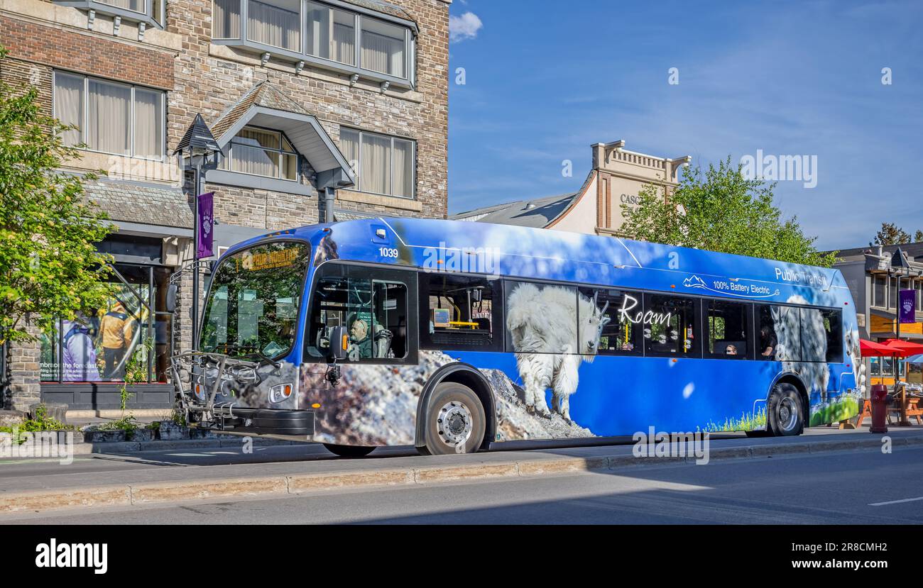 Blue Roam transit bus in Banff Avenue, Banff, Alberta, Canada on 8 June 2023 Stock Photo