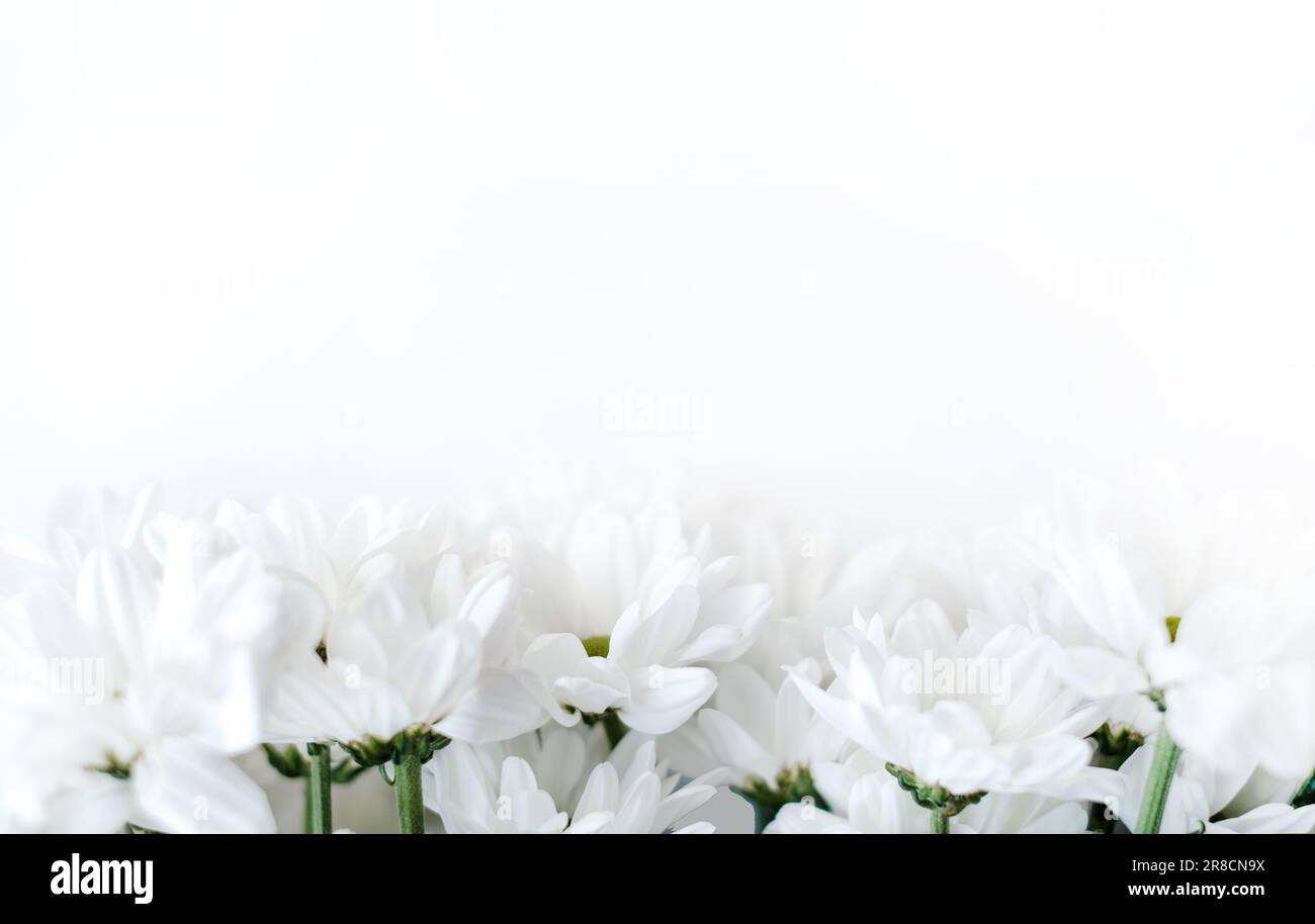 Flowers composition. Frame made of white flowers chrysanthemums on white background. Valentines day, mothers day and womens day concept Stock Photo