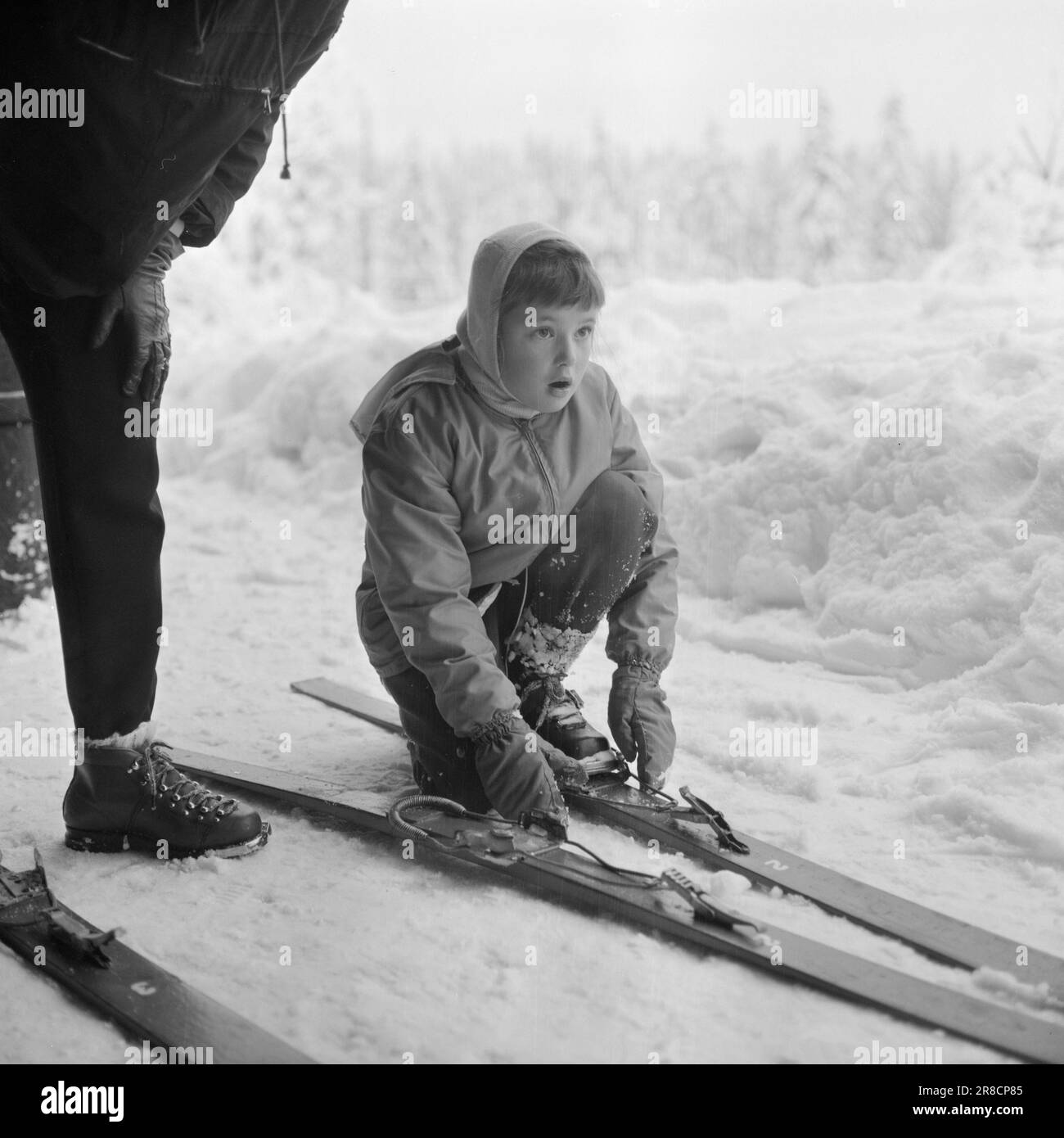 isabella-star-black-and-white-stock-photos-images-alamy