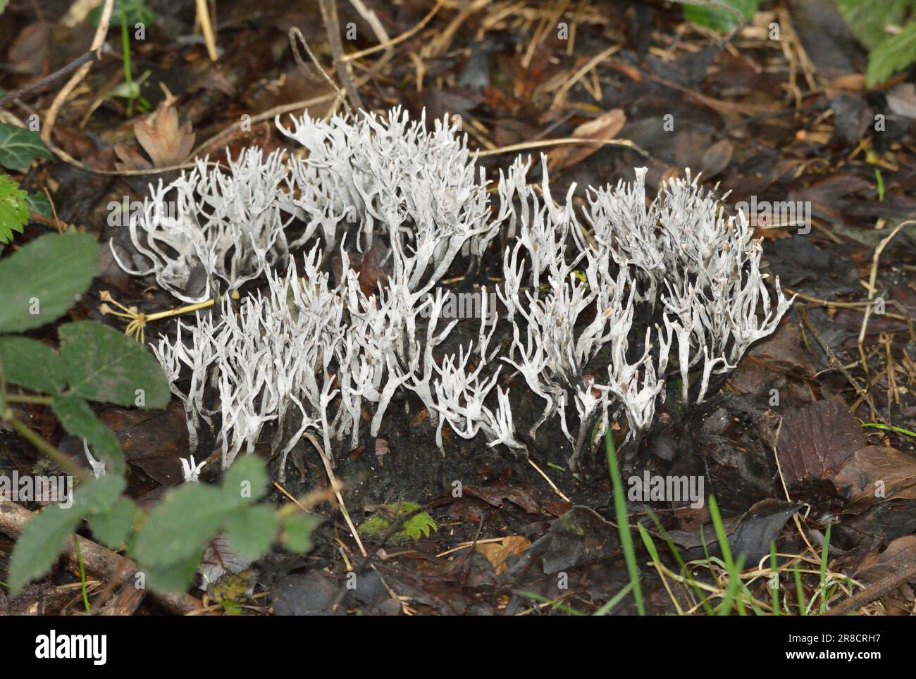 A large patch of Candlesnuff Fungi growing in the woods. Bergisches