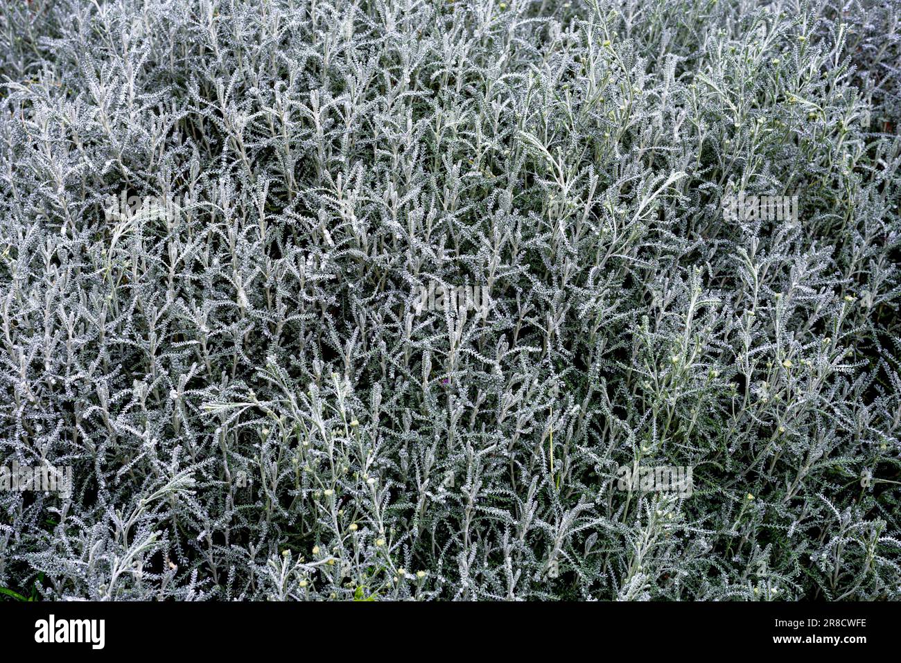 Santolina chamaecyparissus. Santolina chamaecyparissus, known as cotton lavender or lavender-cotton, is a species of flowering plant in the family Ast Stock Photo