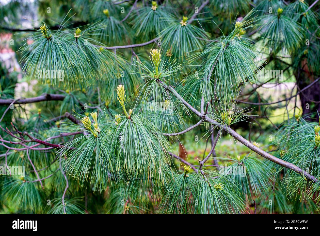 Pinus wallichiana is a coniferous evergreen tree native to the Himalaya, Karakoram and Hindu Kush mountains, from eastern Afghanistan east across nort Stock Photo