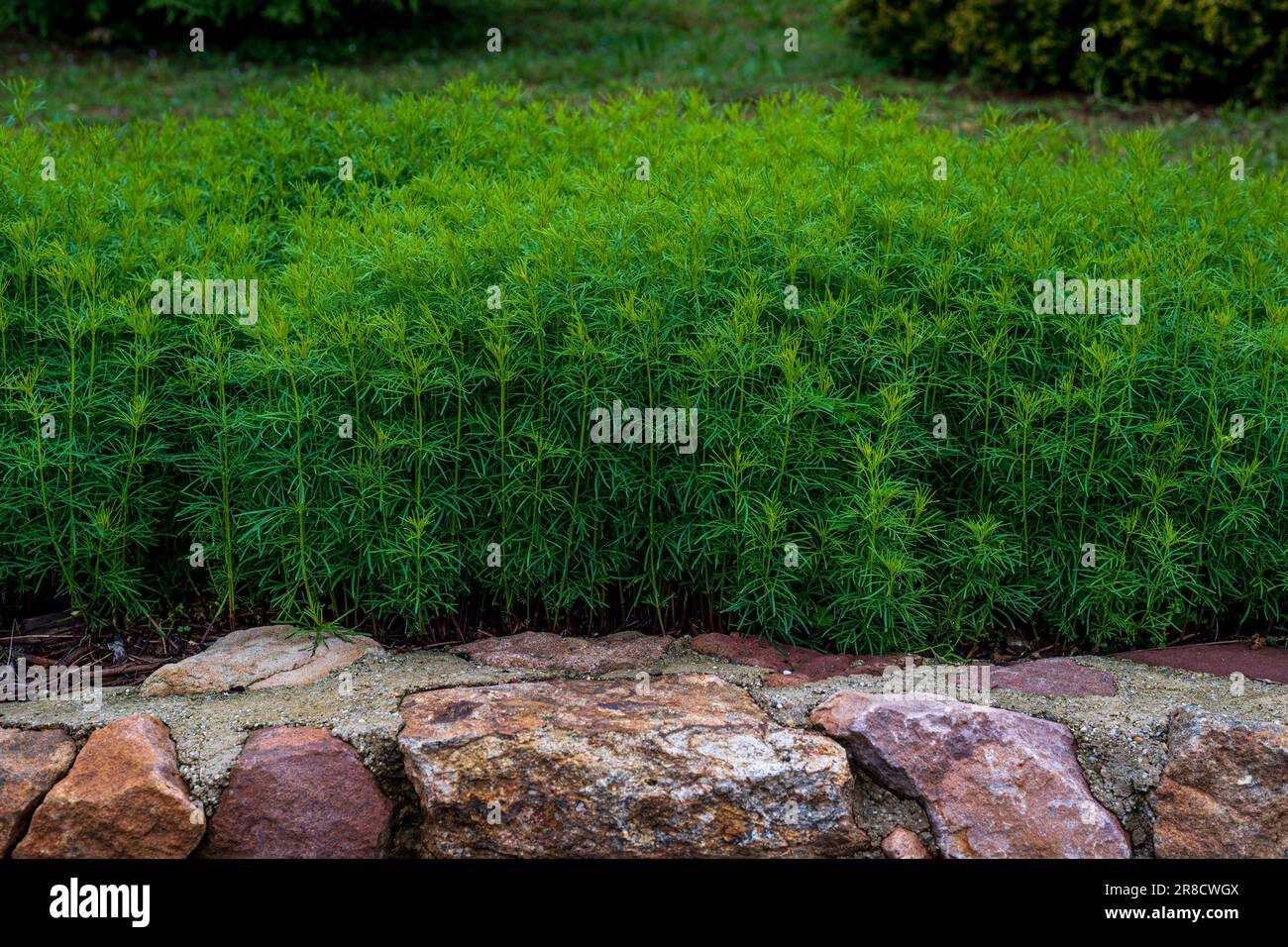 Bassia scoparia is a large annual herb in the family Amaranthaceae (sensu lato) native to Eurasia. Stock Photo