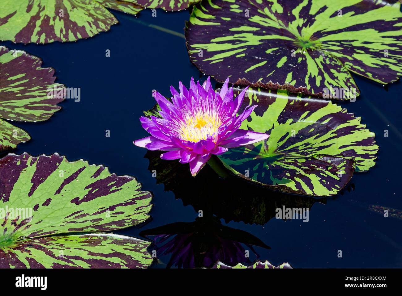 water lily, day flowering, deep rose, yellow center, green and brown