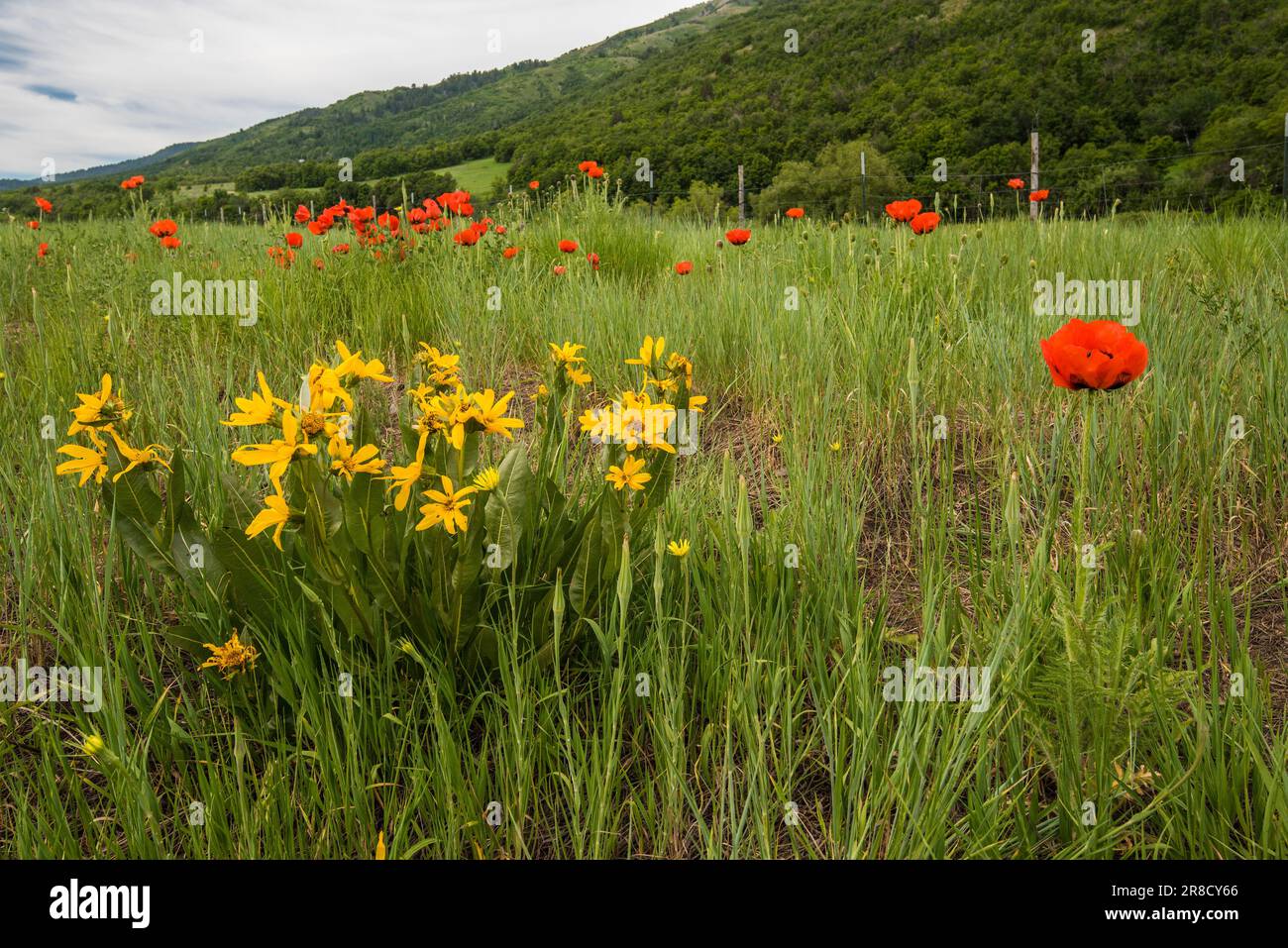 Wild poppies in a mountain meadow and fields of verdant green grasses. Stock Photo
