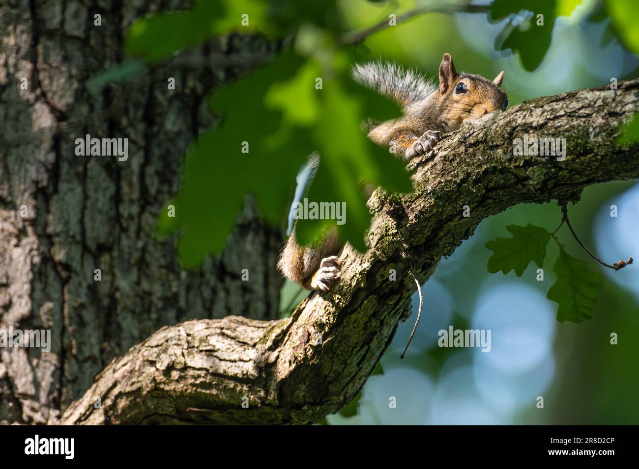 Eastern gray squirrel (Sciurus carolinensis) peering from a tree limb at the Bear Hollow Zoo in Athens, Georgia. (USA) Stock Photo