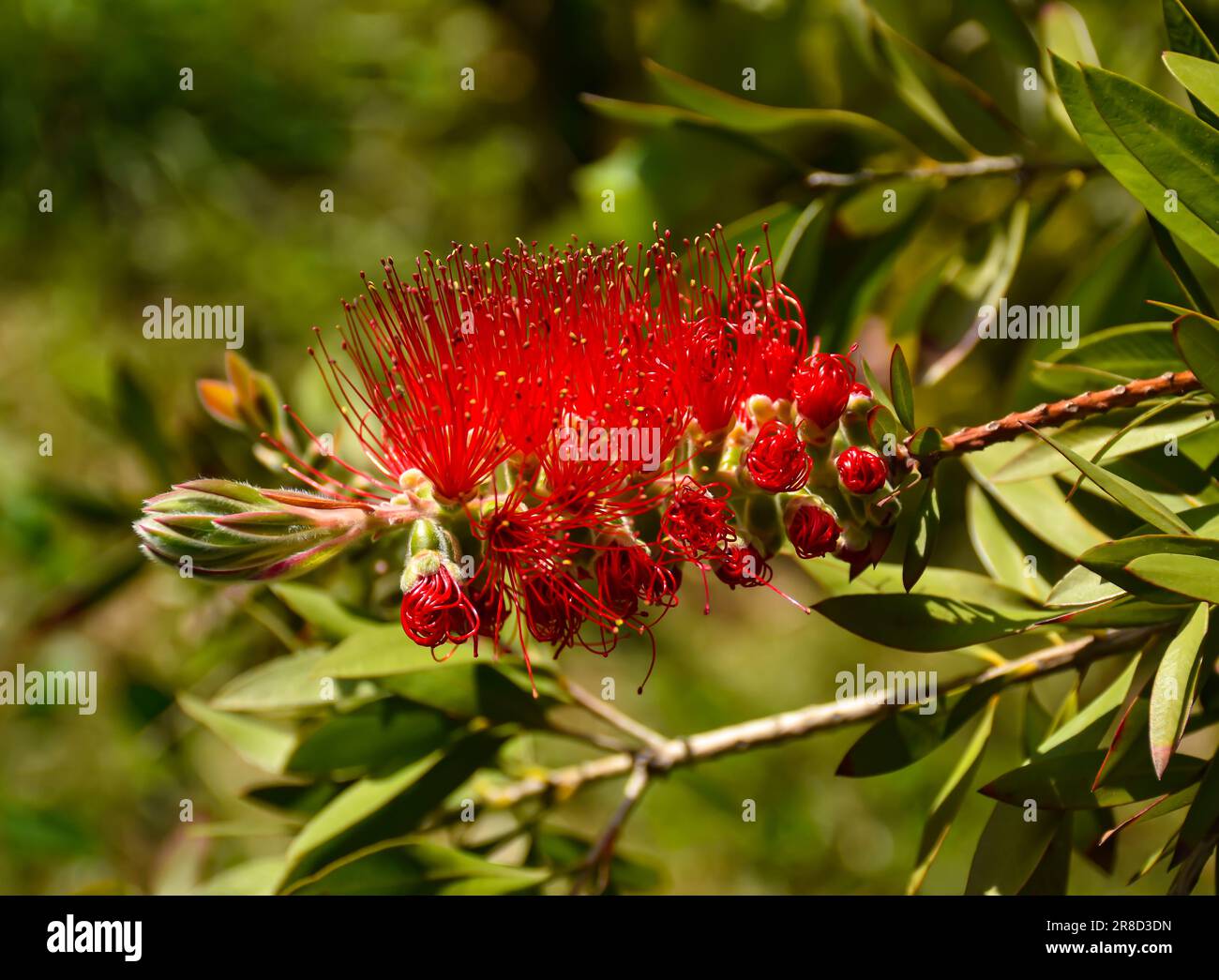 Red bottle brush flowers on Callistemon shrub, Callistemon citrinus