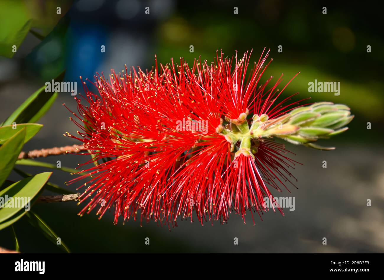 Red bottle brush flowers on Callistemon shrub, Callistemon citrinus