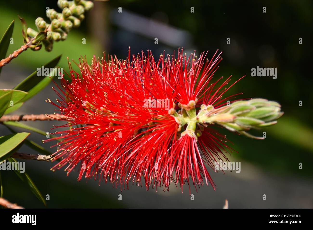 Red bottle brush flowers on Callistemon shrub, Callistemon citrinus